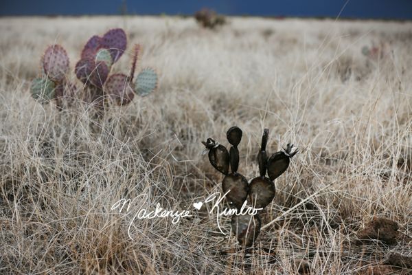 prickly pear metal cactus Prickly Pear Metal Cactus